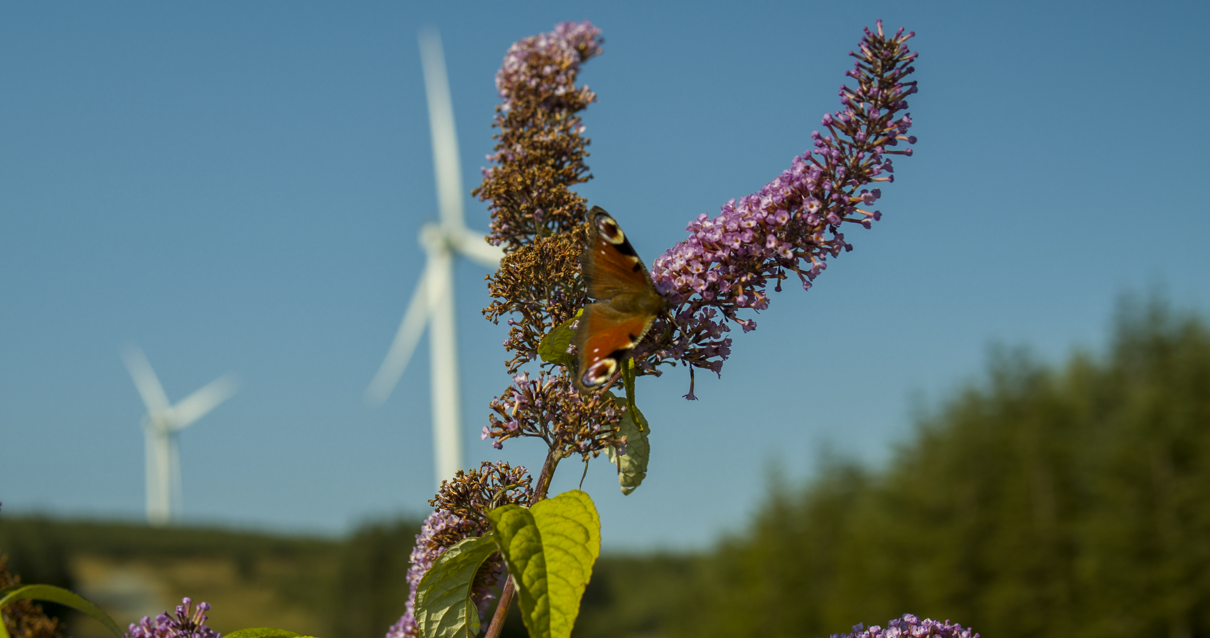Butterfly on a wind farm